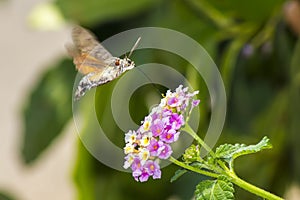 Hummingbird Hawkmoths (Macroglossum stellaturum)