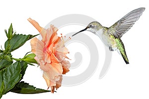 Hummingbird and Hibiscus photo