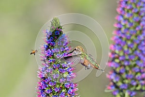 Hummingbird and Honey Bee
