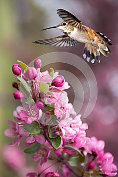 Hummingbird hover in mid-air vertical image