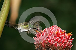 Hummingbird hovering 2 photo