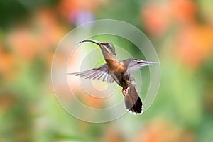 Hummingbird hovering in the air with wings spread