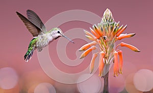 Hummingbird hovering close to Aloe Vera Plant photo