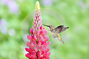 Hummingbird hovering close to Lupine flowering plant