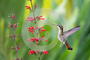 Hummingbird hovering in garden with red flowers