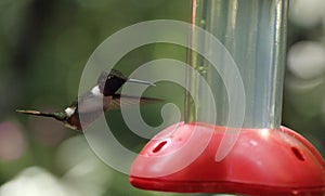 Hummingbird hovering in Monteverde Biological Reserve, Costa Rica