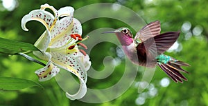 Hummingbird hovering next to lily flowers panoramic view