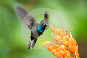 Hummingbird hovering next to orange flower,garden,tropical forest,Brazil, bird in flight with outstretched wings