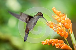 Hummingbird hovering next to orange flower,garden,tropical forest,Brazil, bird in flight with outstretched wings