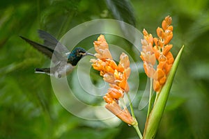 Hummingbird hovering next to orange flower,tropical forest,Ecuador,bird sucking nectar from blossom in garden