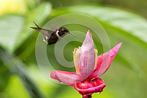 Hummingbird hovering next to pink and yellow flower, garden,tropical forest, Colombia, bird in flight with outstretched wings