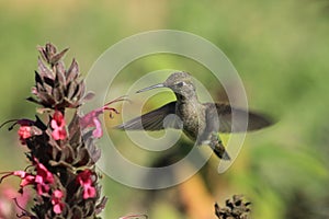 Hummingbird hovering over flower photo