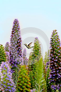 A Hummingbird hovers on a beautiful Pride of Madeira shrub gathering nectar to feed in Long Beach, California.