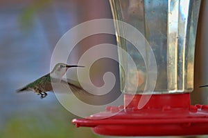 Hummingbird Hovers at Garden Feeder 2