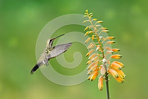 Hummingbird hovers gracefully close to a vibrant flowering plant