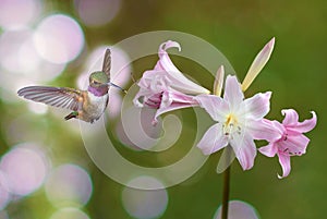 Hummingbird hovers in mid-air over a lily flower