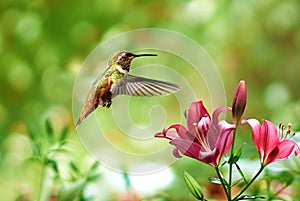 Hummingbird hovers in mid-air over a lily flower against a serene summer background