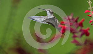 Hummingbird hovers near Salvia Plant in full bloom in summer