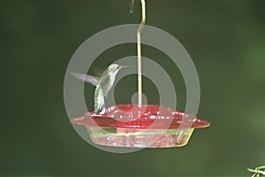 Hummingbird hungry in North Carolina - Photographer Blas Lopez