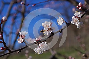 Hummingbird Insect on Apricot Flowers