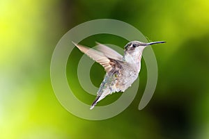 Hummingbird Isolated In Flight Southwestern Ontario Canada
