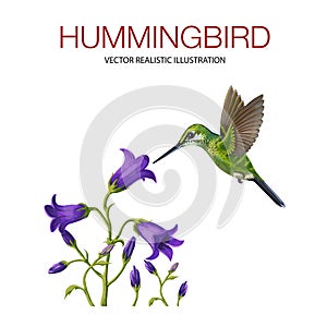 Hummingbird