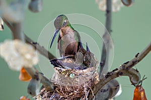 Hummingbird with its nestlings