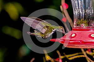 The Hummingbird when its wings are open, these can be up to 8 cm long. photo