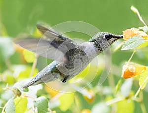 Hummingbird and Jewelweed