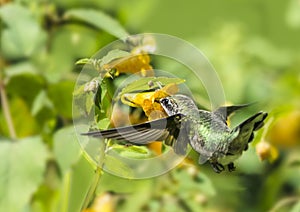 Hummingbird and Jewelweed Flower