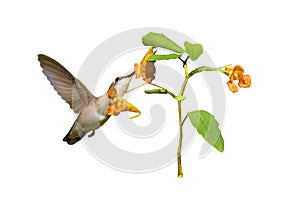 Hummingbird and Jewelweed Flower Isolated with path