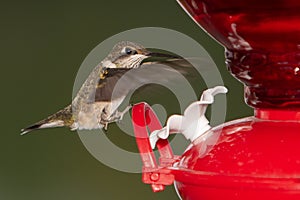 Hummingbird landing on a red glass feeder