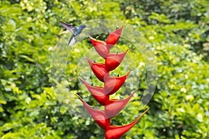 Hummingbird lands on the red flower, Costa Rica