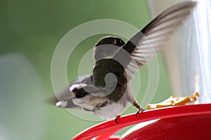 Hummingbird Lands to Feed From Feeder