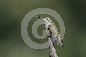 Hummingbird with Leftover Insect on his Beak