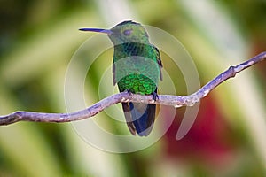 Hummingbird life is closely related to that of certain plants and flowers photo