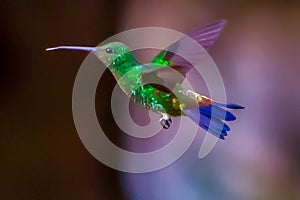 Hummingbird life is closely related to that of certain plants and flowers photo