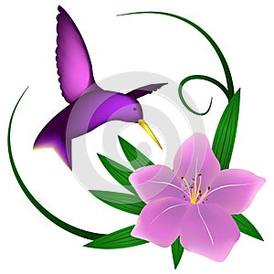 Hummingbird and lily