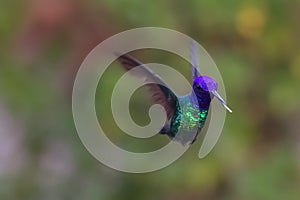 The Hummingbird lives throughout America, but especially in tropical areas. photo