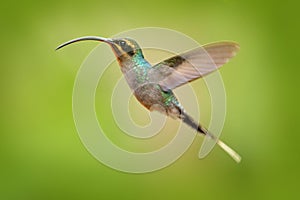 Hummingbird with long beak, Green Hermit, Phaethornis guy, clear light green background, Costa Rica. Wildlife scene from nature. B