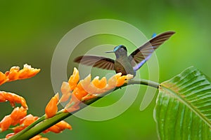Hummingbird Long-tailed Sylph, Aglaiocercus kingi, with long blue tail feeding nectar from orange flower, beautiful action scene