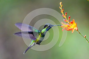 Hummingbird Long-tailed Sylph, Aglaiocercus kingi with orange flower, in flight. Hummingbird from Colombia