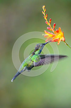 Hummingbird Long-tailed Sylph, Aglaiocercus kingi with orange flower, in flight. Hummingbird from Colombia