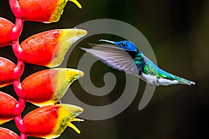 Hummingbird Long-tailed Sylph, Aglaiocercus kingi with orange flower, in flight. Hummingbird from Colombia