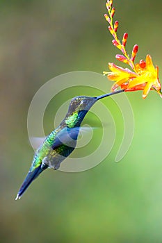 Hummingbird Long-tailed Sylph, Aglaiocercus kingi with orange flower, in flight. Hummingbird from Colombia