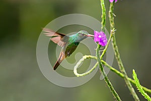 Hummingbird Long-tailed Sylph, Aglaiocercus kingi with orange flower, in flight. Hummingbird from Colombia