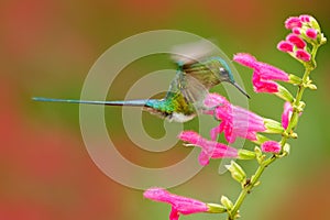 Hummingbird Long-tailed Sylph eating nectar from beautiful pink flower in Ecuador. Bird sucking nectar from bloom. Wildlife scene