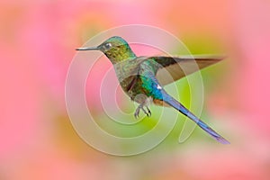 Hummingbird Long-tailed Sylph eating nectar from beautiful pink flower in Ecuador. Bird sucking nectar from bloom. Wildlife scene