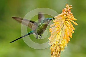 Hummingbird Long-tailed Sylph eating nectar from beautiful yellow flower in Ecuador