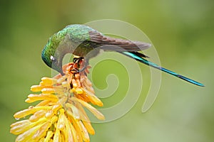 Hummingbird Long-tailed Sylph eating nectar from beautiful yellow strelicia flower in Ecuador photo